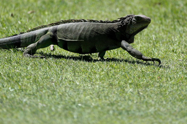 Iguana 