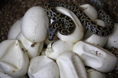 baby python