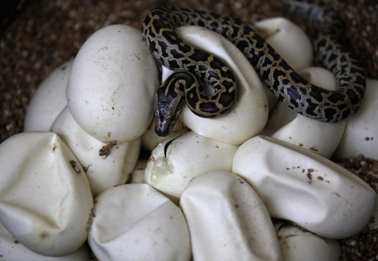 baby python