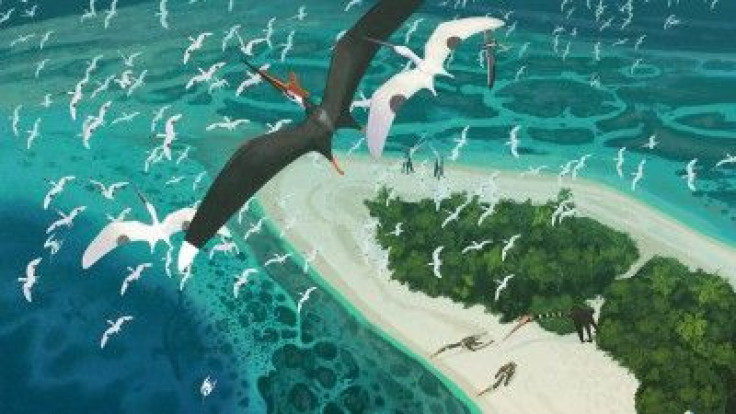 Fossils Late-Cretaceous-Morrocan-Pterosaurs 1