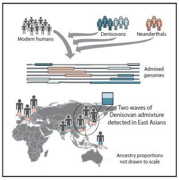 Denisovan Genome