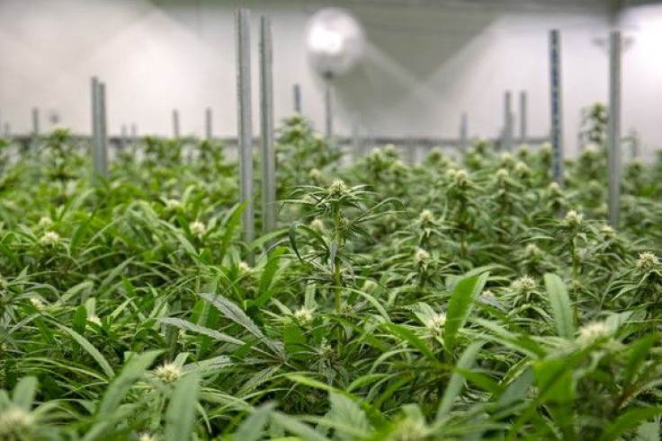marijuana-grow-farm-indoor-cannabis-pot-weed-canada-us-getty_large