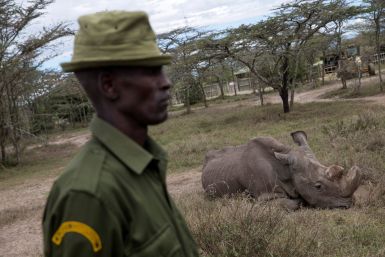 Sudan Rhino