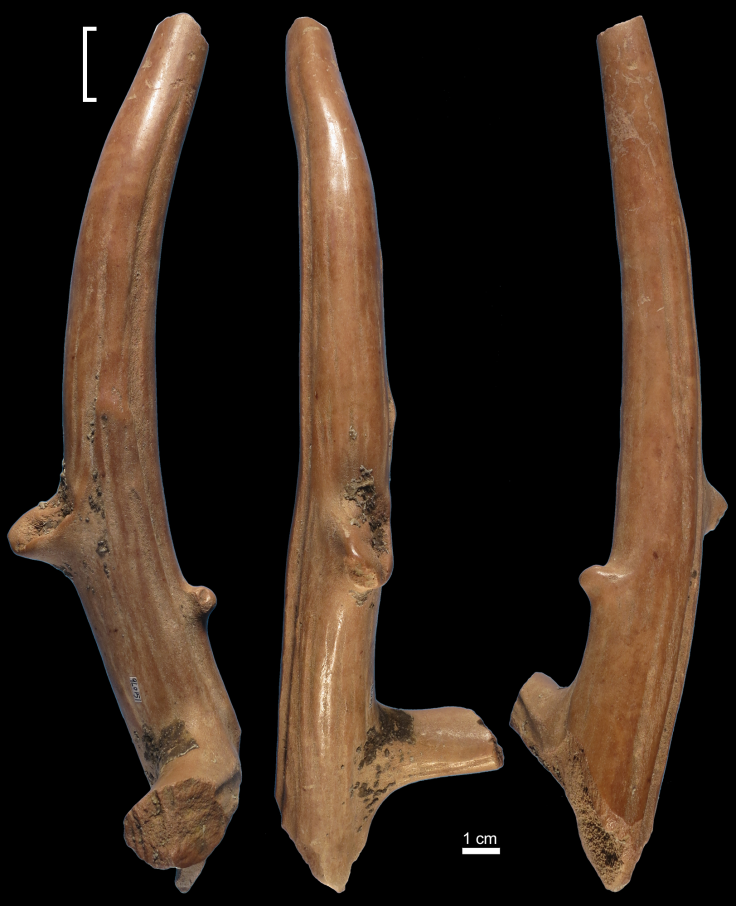Prehistoric bone tools China 2
