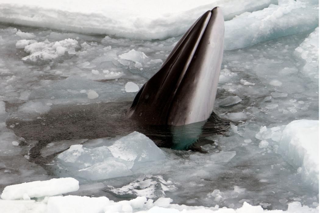 Watch: Minke Whale Swimming Under The Ice In Antarctica | IBTimes