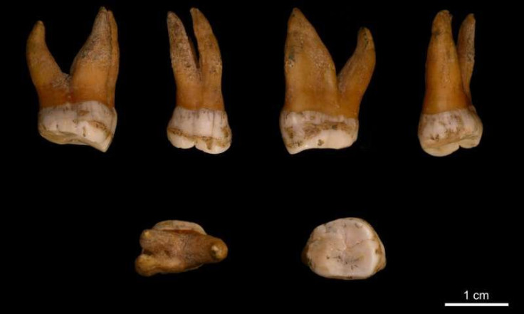 Neanderthals genomes sequenced 1