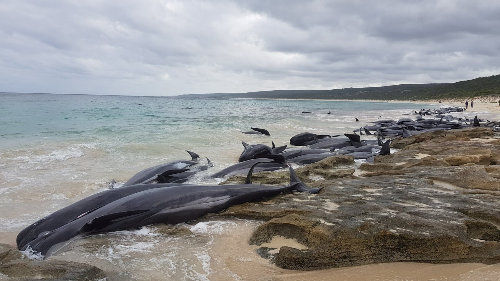 Почему киты выбрасываются на берег. 100 Китов выбросились на берег в Австралии. Киты выбрасываются на берег. Дельфины выбрасываются на берег. Китовый берег.