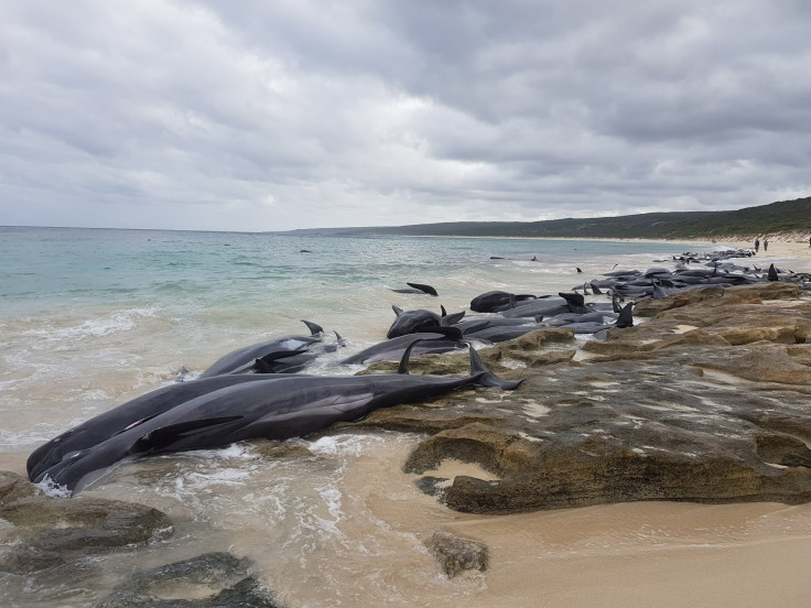 Pilot Whales 