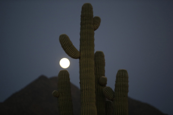 Arizona cactus