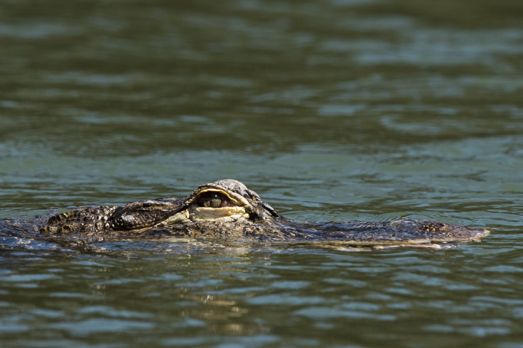 alligator