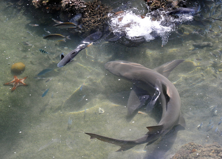 lemon shark