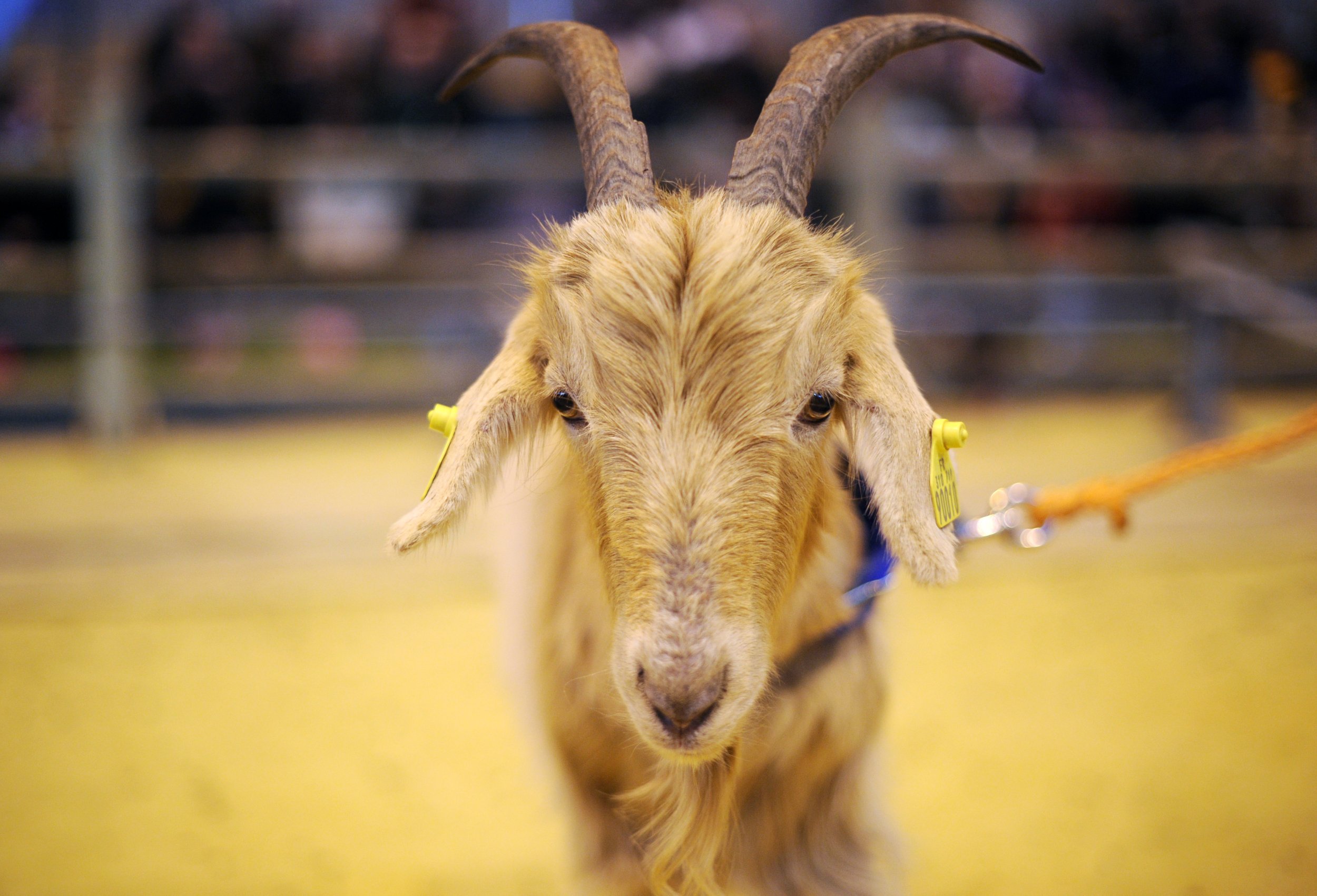 nanny-goat-births-twin-geeps-rare-goat-and-sheep-hybrid-on-farm