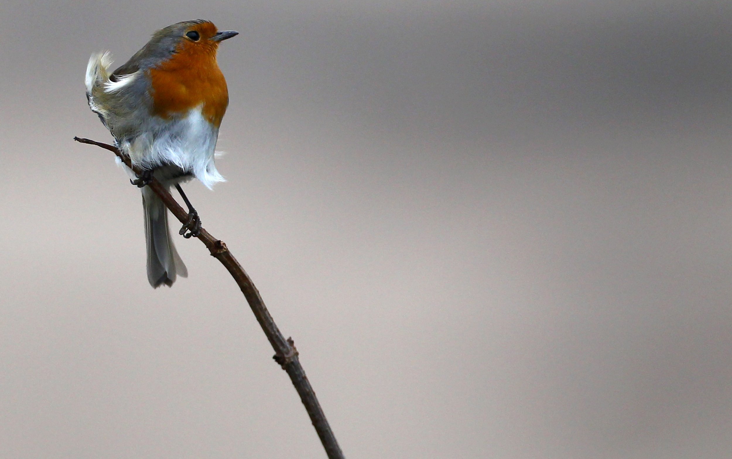 research on birds in australia ielts listening