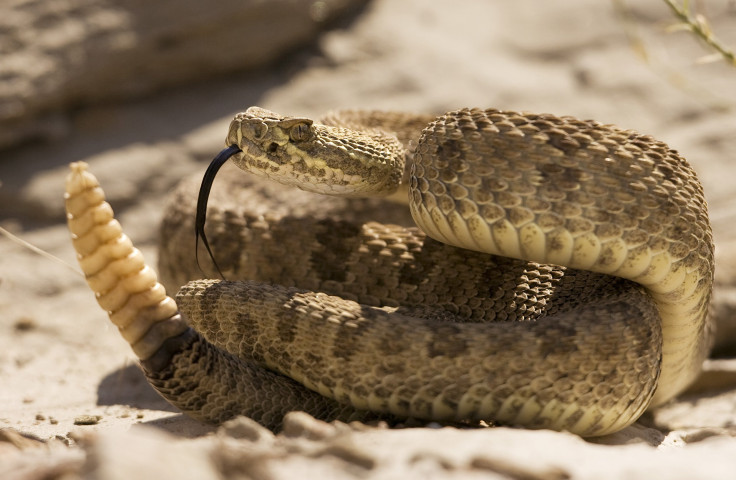 Rattlesnake