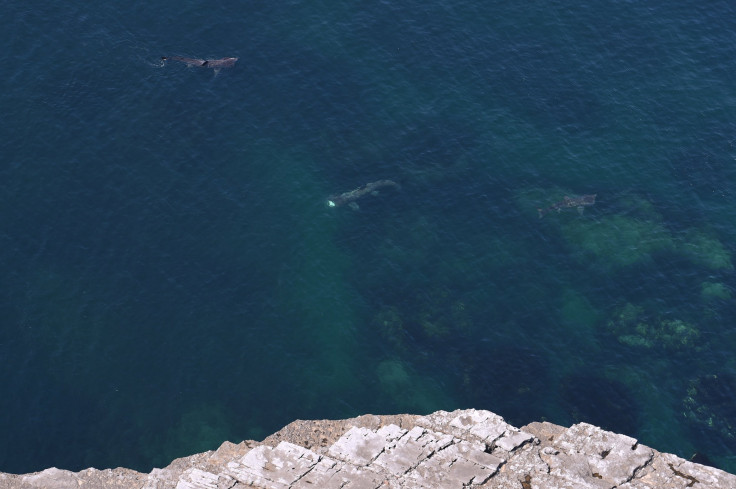 basking shark