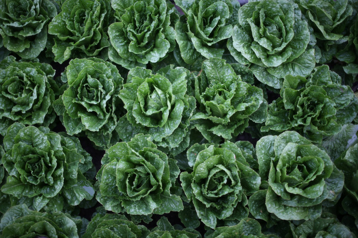 romaine lettuce