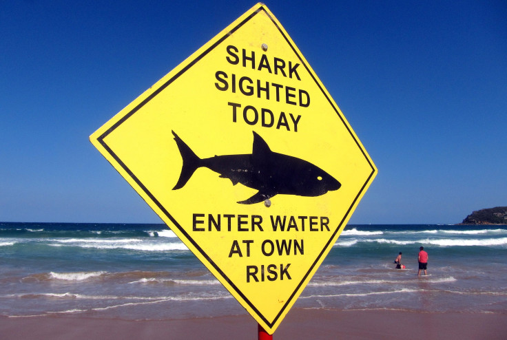 shark warning