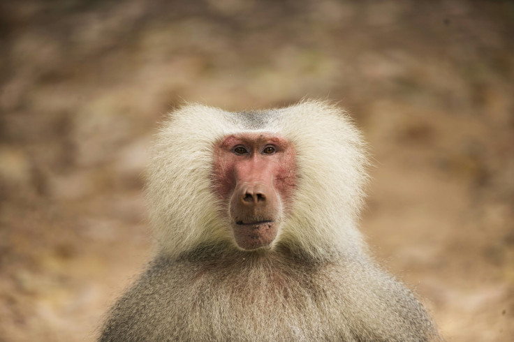 baboon