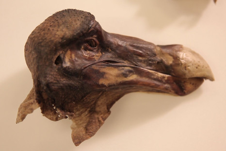 dodo_specimen_remains