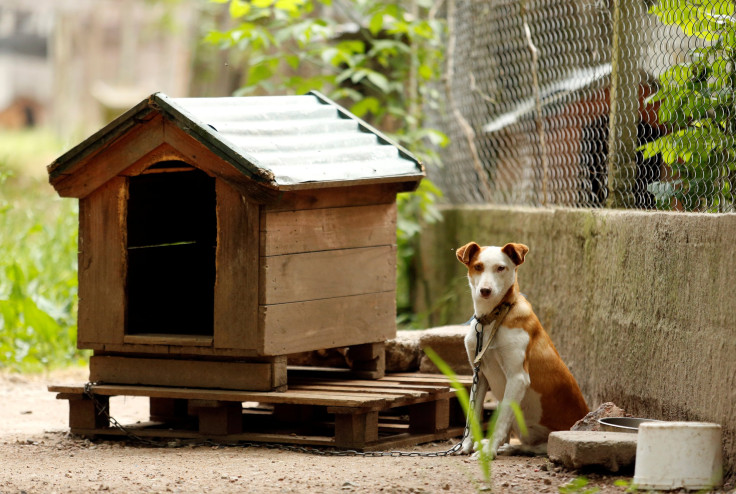 dog shelter