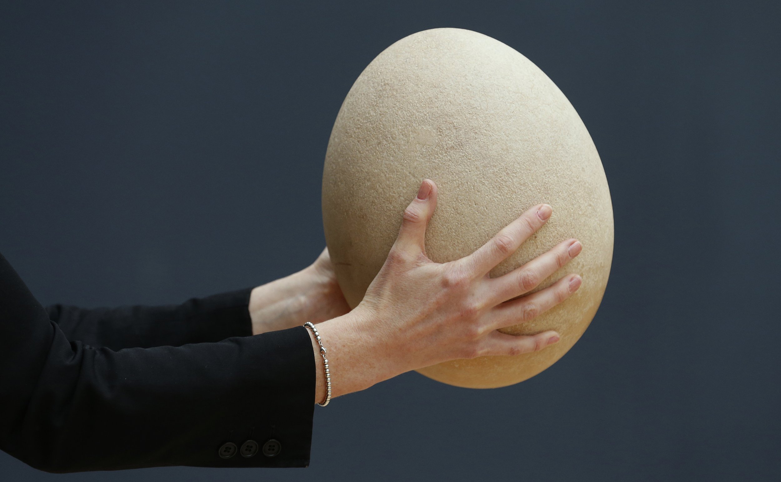 Apparently This Matters: Giant elephant bird egg