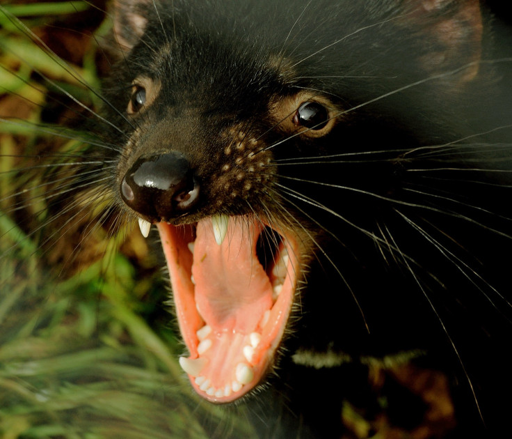 Tasmanian devil