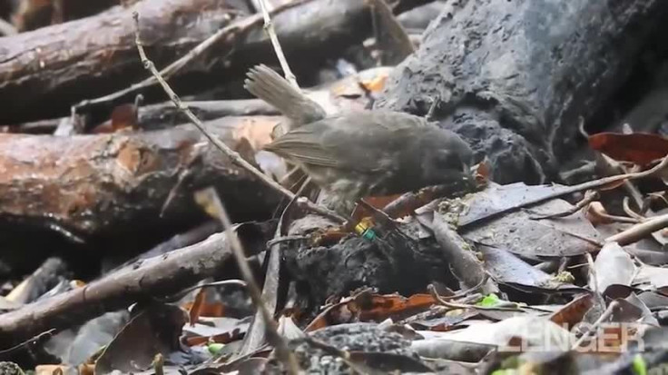 Critically-Endangered Birds Laying Eggs On Galapagos