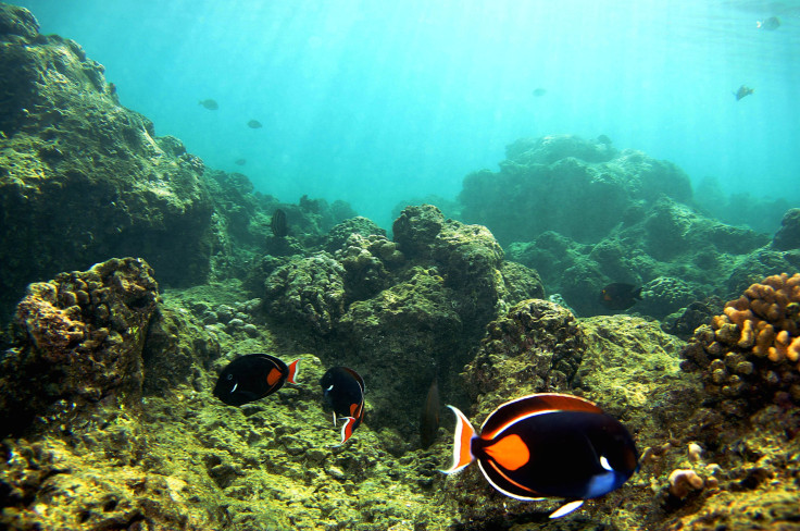 Hawaii Corals