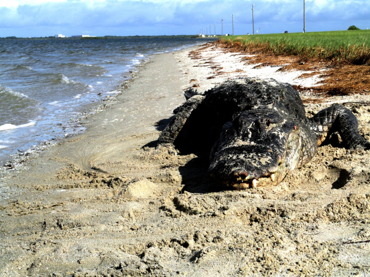 Alligator on the Beach