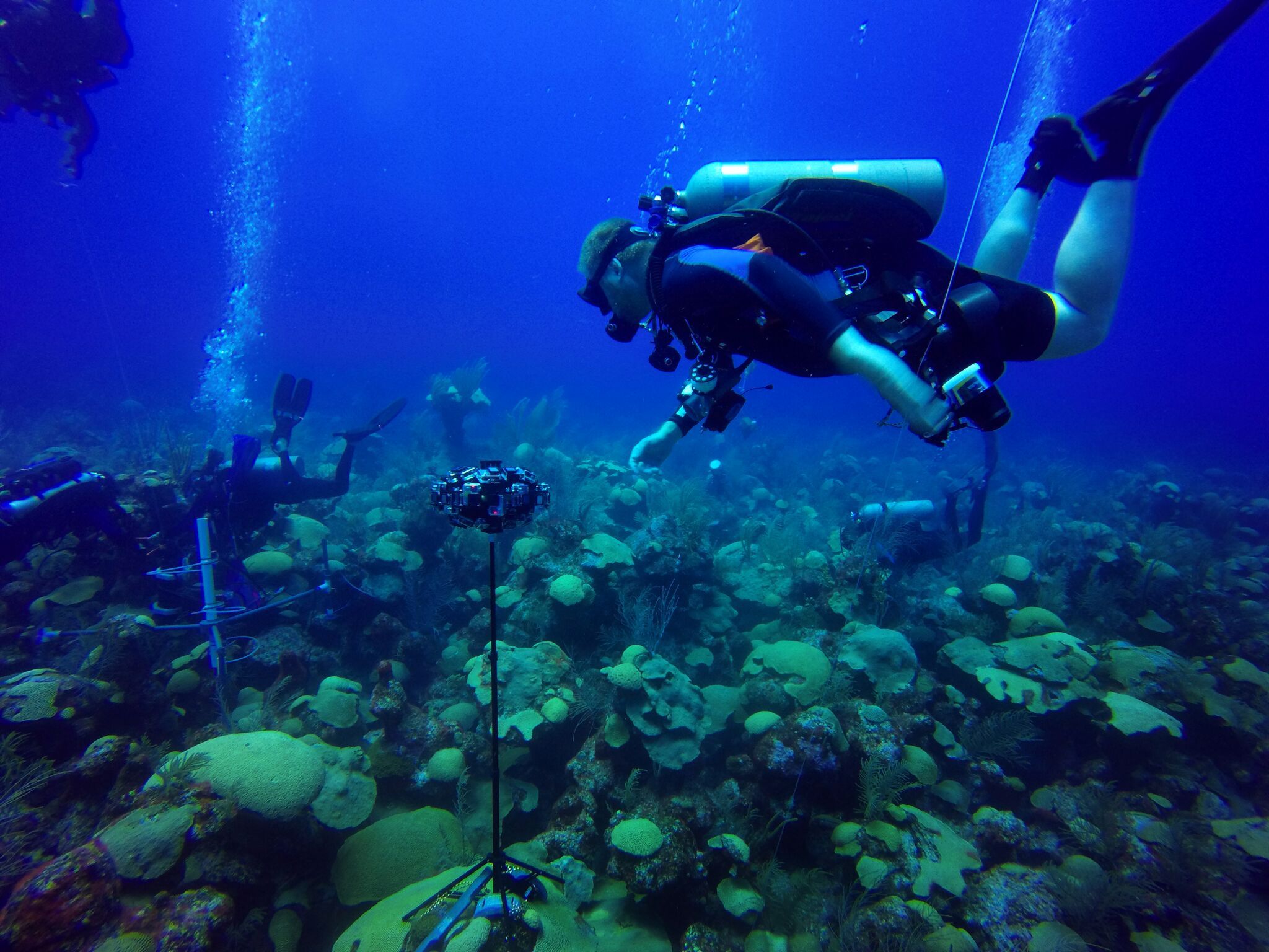 Ocean Zone Discovered In Bermuda Is Home To 100 New Marine Species ...