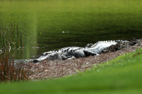 Alligator In Florida