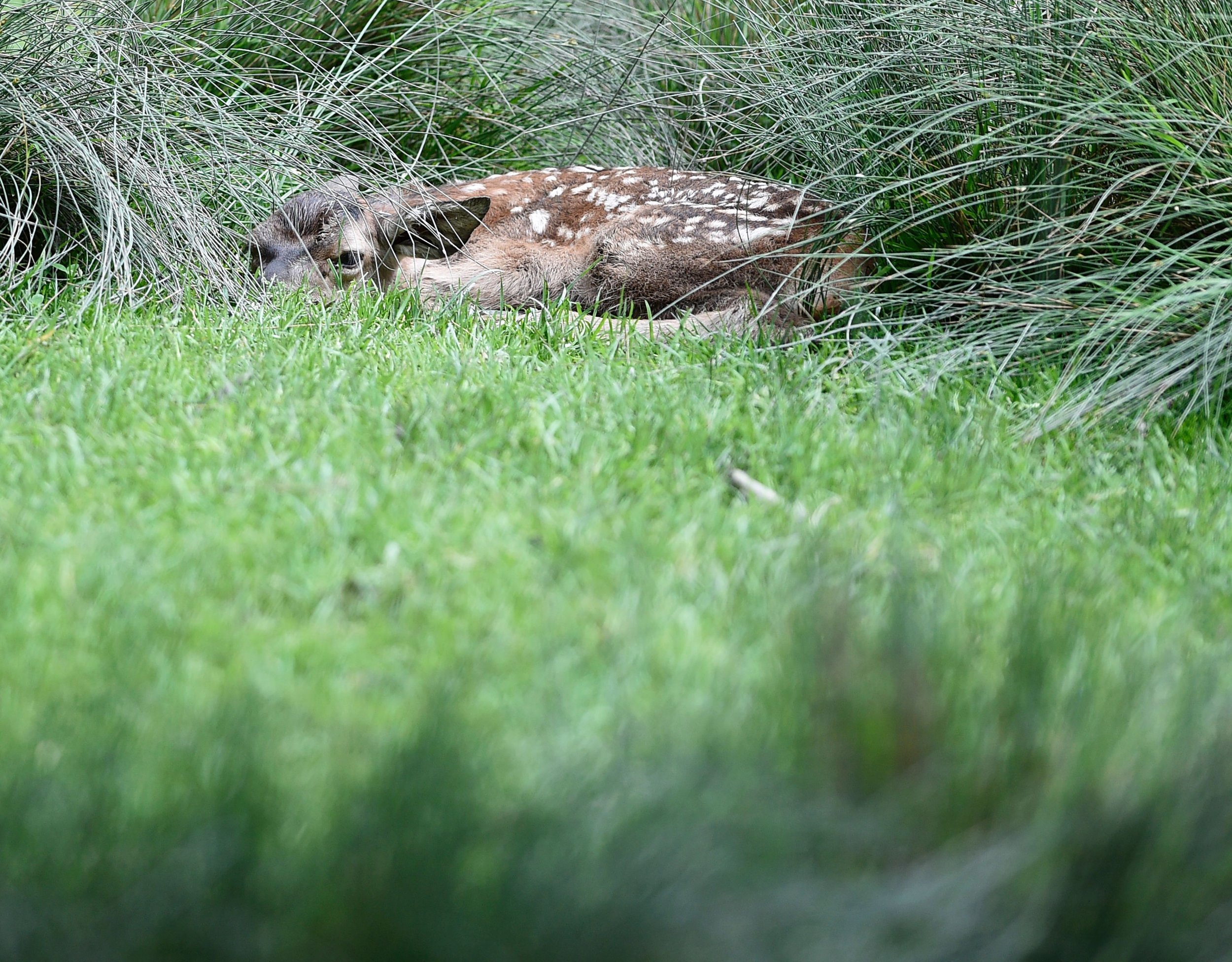 Two-Headed Deer: Natural Mutant First Case Of Conjoined Birth Known 