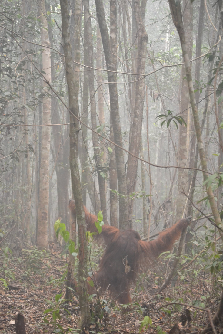 Orangutan Otto