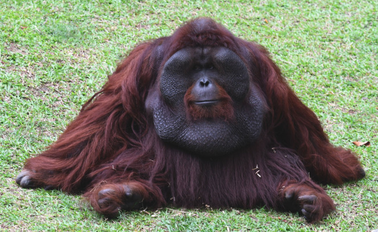 Orangutan Jakarta