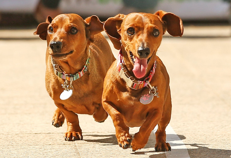 Dachshund