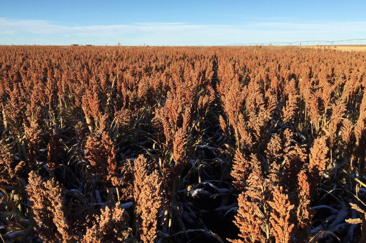 Sorghum