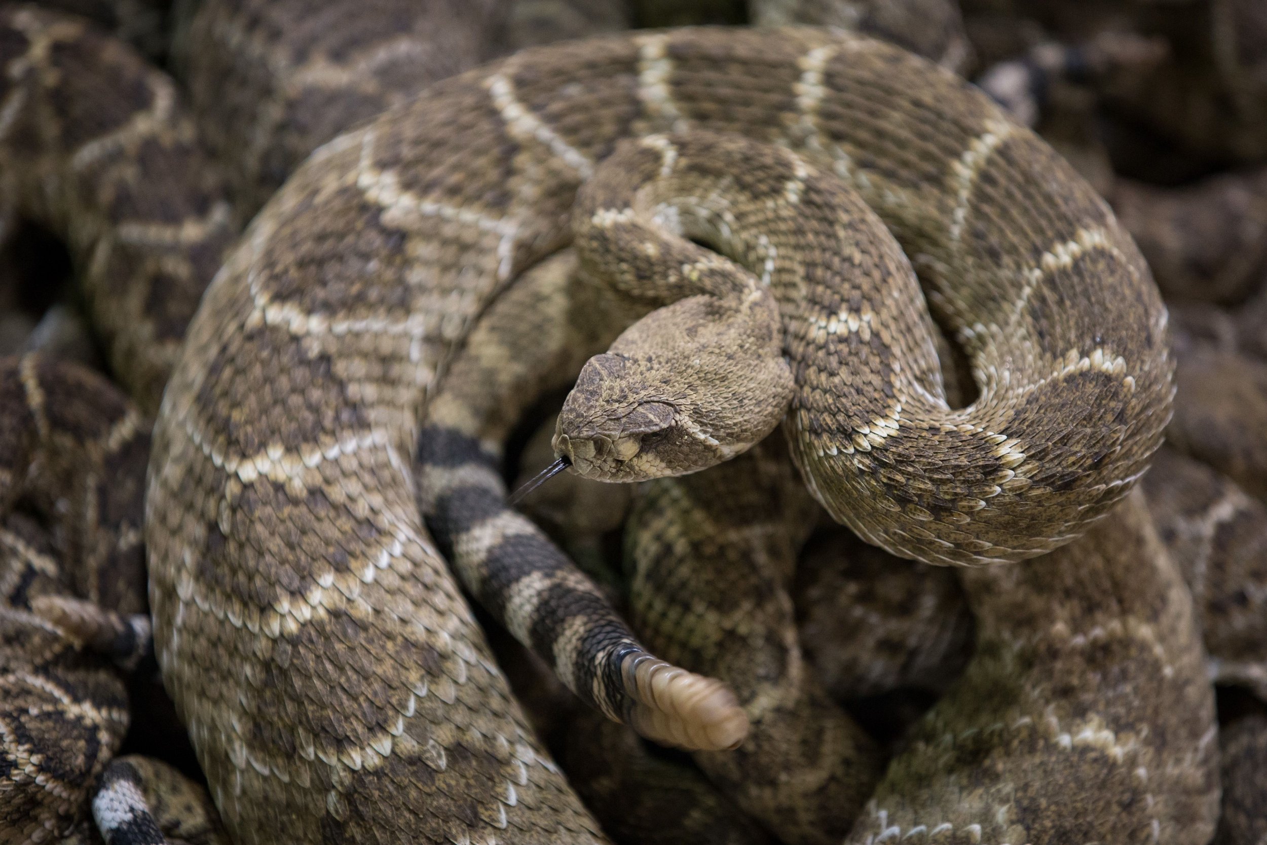 tennessee-man-captures-gargantuan-rattlesnake-in-backyard-ibtimes