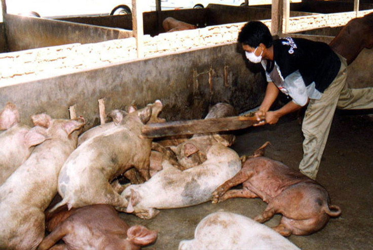 Nipah Virus Pigs