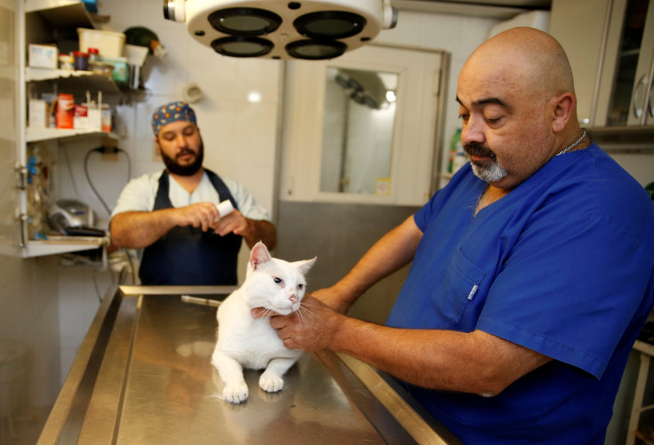 Cat with Skin Cancer