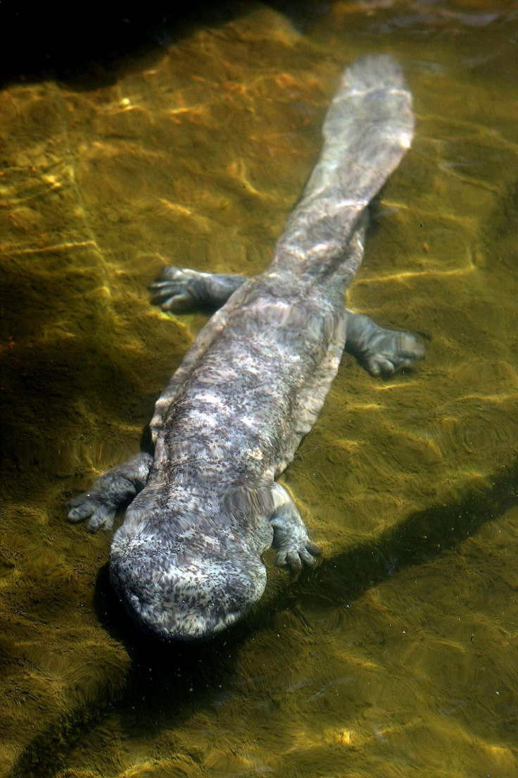 Chinese Giant Salamander