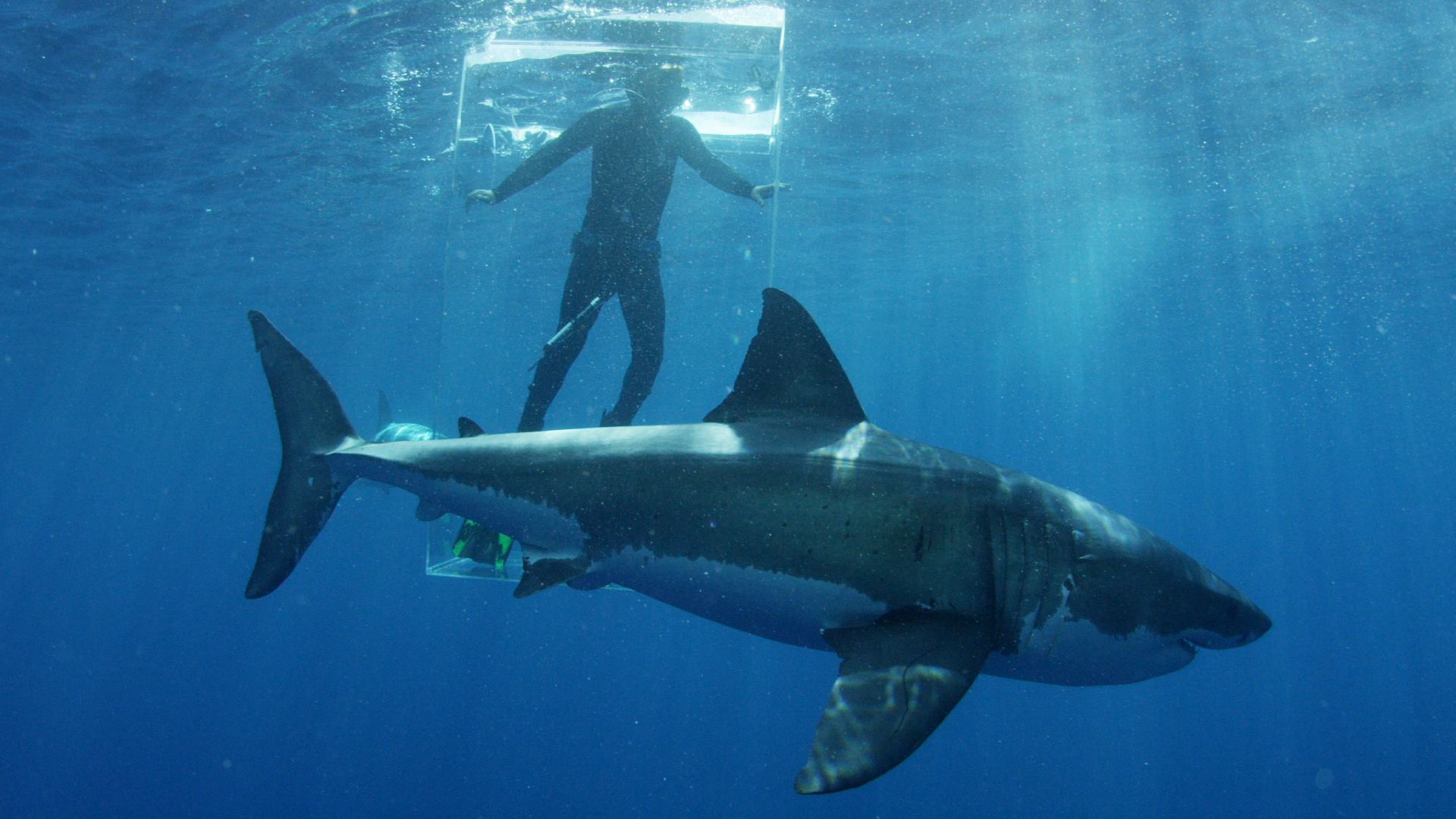 When Does Shark Week 2018 Start? Discovery Channel Reveals StarStudded