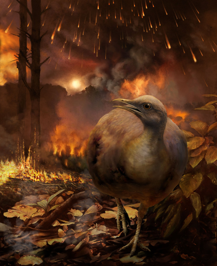 Ground-Dwelling Bird Escaping Forest Fire