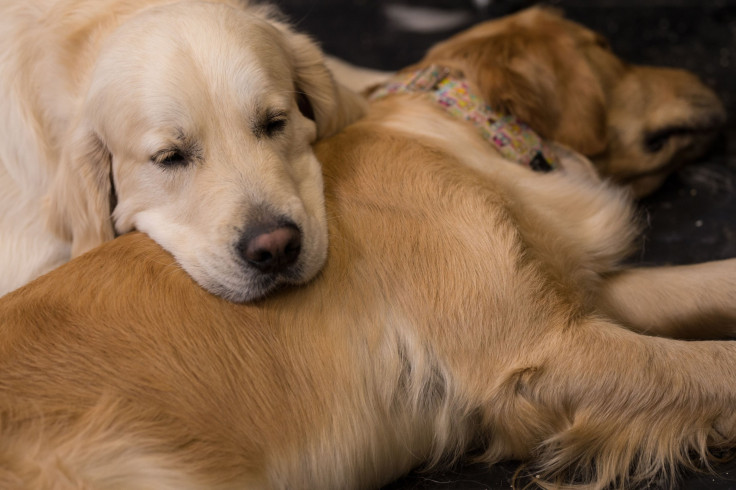 Golden Retriever 