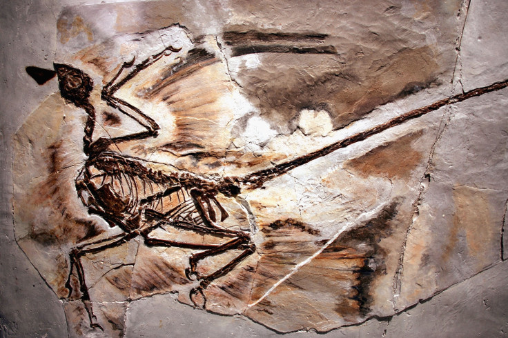 Microraptor