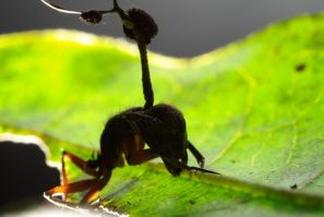 Tropical Carpenter Ant