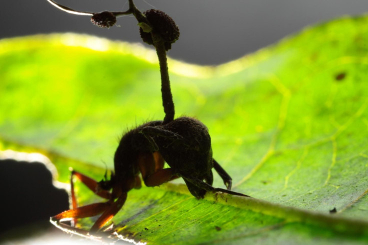 Tropical Carpenter Ant
