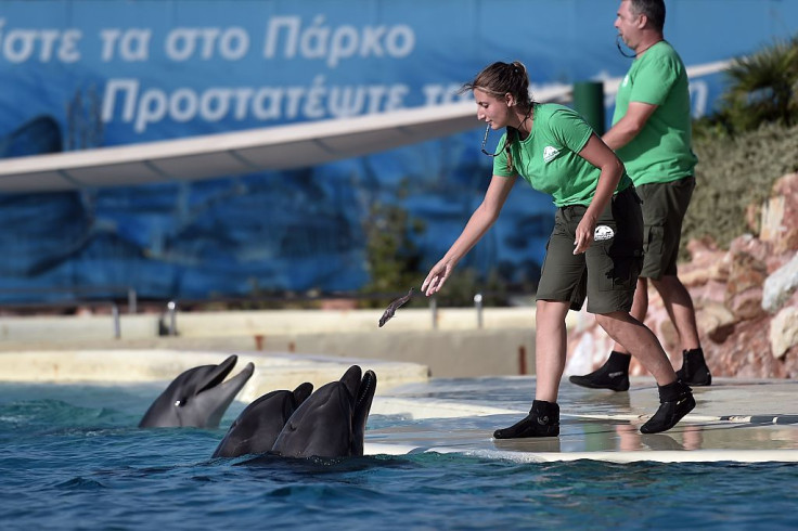 Botlenose dolphins