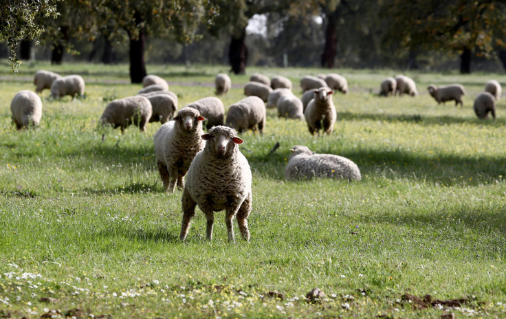 Sheep graze at a ranch 