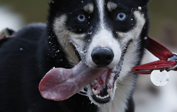 husky