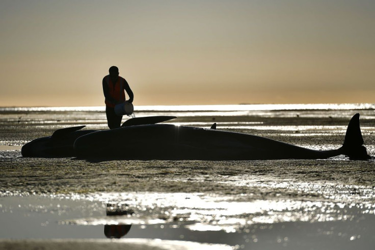 Pilot whale